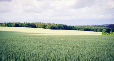 View of fields with treeline in background