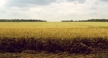 Fields